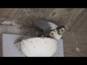 Vogelbeobachtungshütte mit Schwalbennest